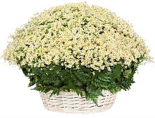 Цветочная композиция из Ромашки в корзине #REPLACE_PRED# Новолотошино